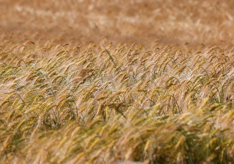 FranceAgriMer reduce previsión de exportaciones de trigo no comunitario y aumenta envíos a la UE