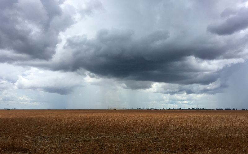Agencia de cultivos de Brasil confirma una cosecha récord de soja en nueva estimación