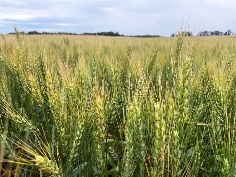 Futuros del trigo caen en Chicago por estancamiento de las exportaciones
