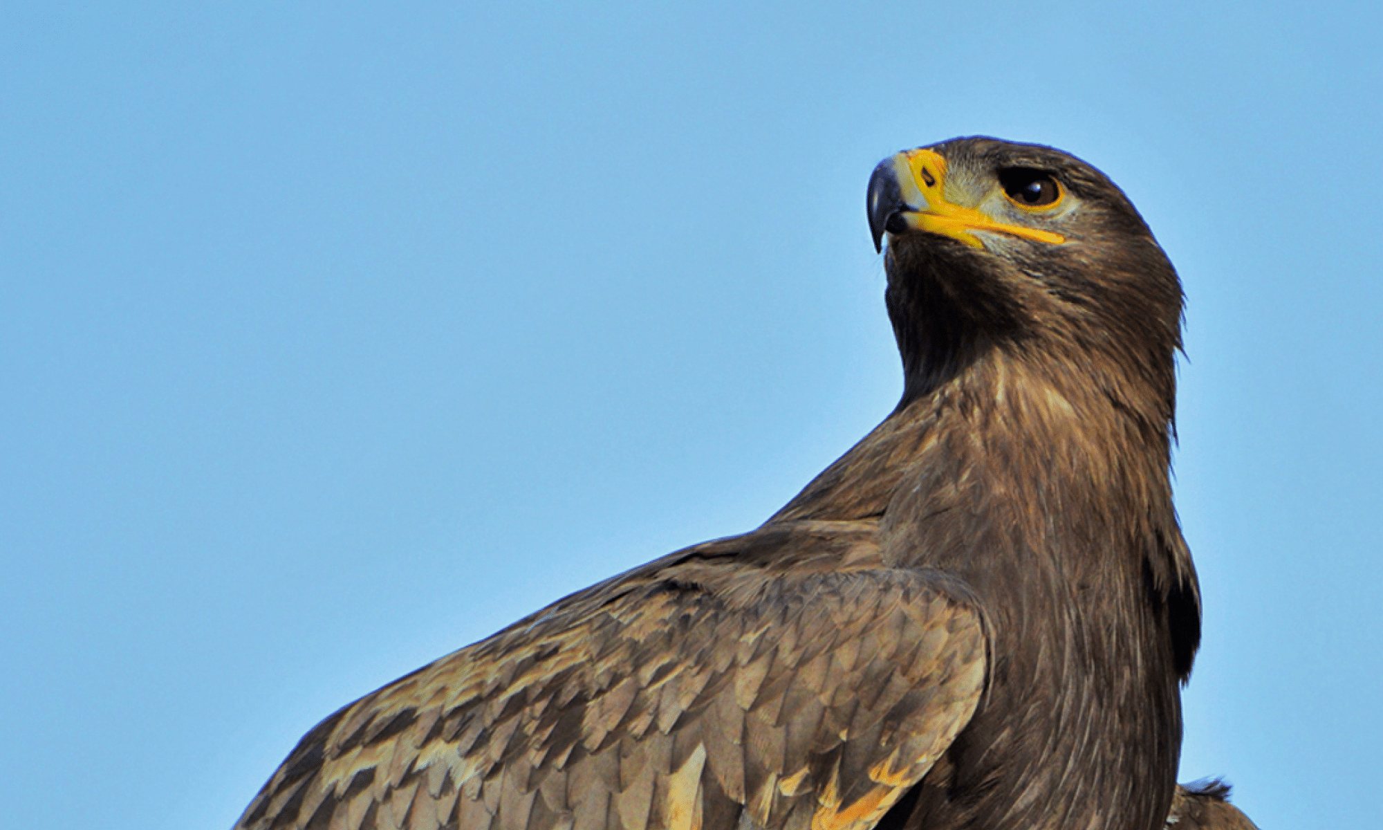 Ódiame Más: El América y su historia llegan a la Bolsa Mexicana de Valores
