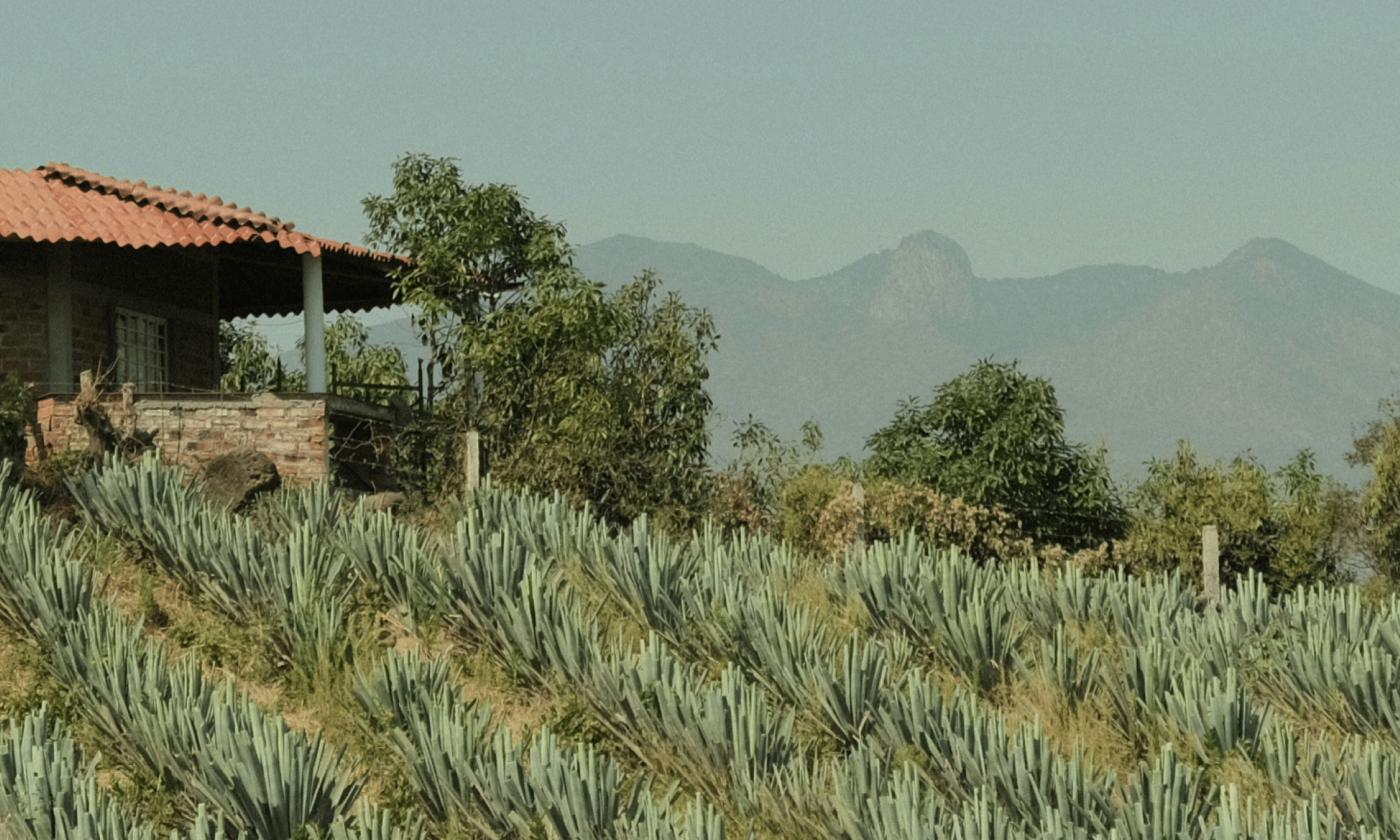 Hollywood brinda con tequila y limón