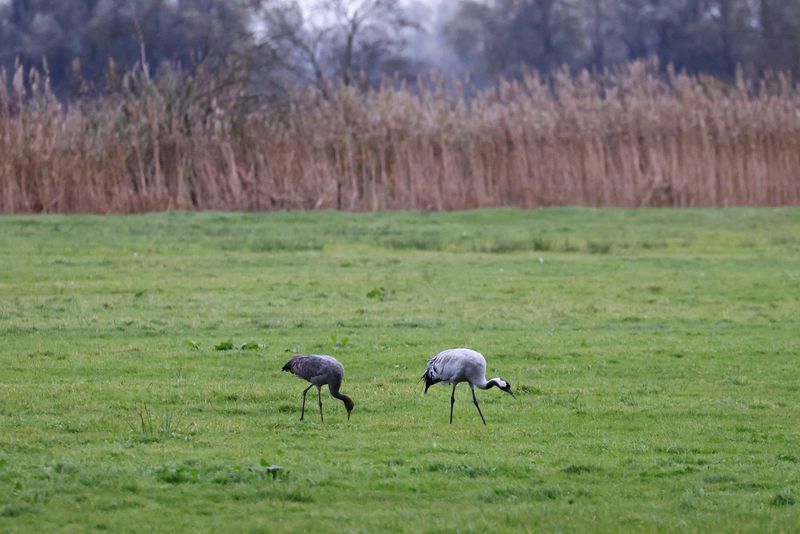 España ordena confinar todas las aves de corral por riesgo de gripe aviar