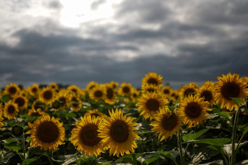 Producción ucraniana de semillas de girasol 2025 no superará los 10,5 millones de toneladas, dice sindicato
