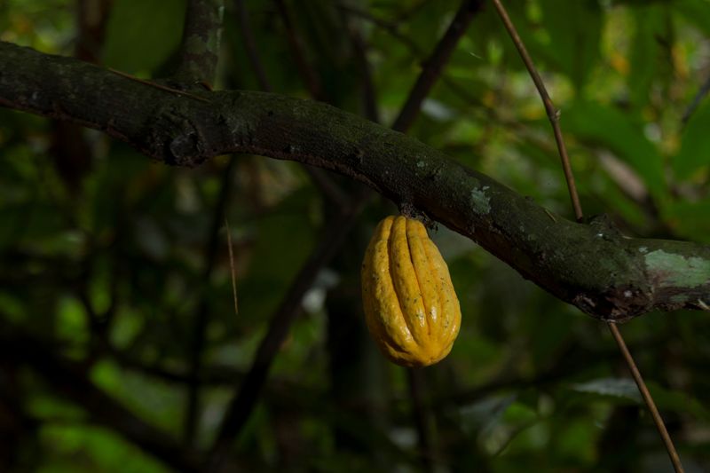 Exportaciones de cacao de Ecuador podrían superar 623.000 toneladas métricas en 2026: Anecacao